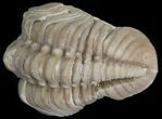 Bargain, Lochovella (Reedops) Trilobite - Oklahoma #42849-2